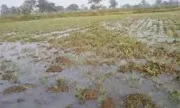 अमरावती के 10 दिन में 29 गांवों में बारिश का कहर, 739 हेक्टेयर की फसल चौपट