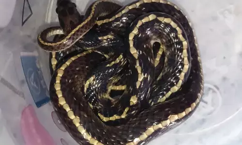 अमरावती की सोसाइटी में मिले तीन दुर्लभ इंडियन एग इटर सांप , पकड़कर जंगल में छोड़ा