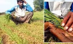 अमरावती में लगातार झमाझम बारिश से अब फसलें पड़ रहीं पीली, किसान चिंतित