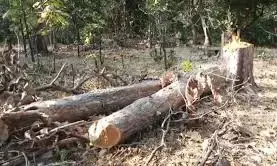सरकारी नर्सरी से चंदन के 60 पेड़ उड़ा ले गए चोर , सीसीटीवी में कैद हुए आरोपी सरकारी नर्सरी से चंदन के 60 पेड़ उड़ा ले गए चोर , सीसीटीवी में कैद हुए आरोपी
