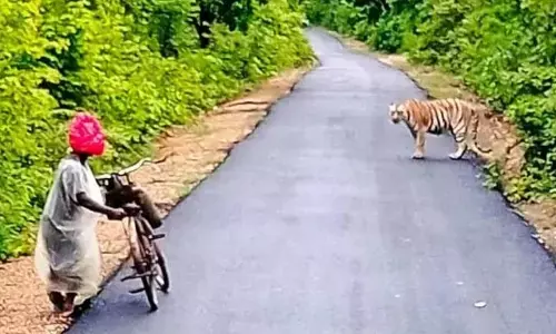 अचानक साइकिल सवार के सामने आ गया बाघ, बस चालक के आने से बची जान