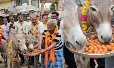MP में लोगों का गजब कारनामा! बारिश ना होने पर रखी अजीबोगरीब मान्यता, गधों को खिलाएं गुलाब जामुन, देखिए वीडियो MP में लोगों का गजब कारनामा! बारिश ना होने पर रखी अजीबोगरीब मान्यता, गधों को खिलाएं गुलाब जामुन, देखिए वीडियो