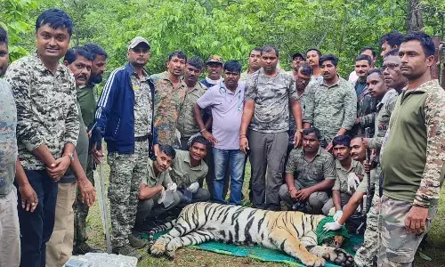 चंद्रपुर में दो दिन में दो लोगों का शिकार करने वाला बाघ हुआ पिंजरे में कैद