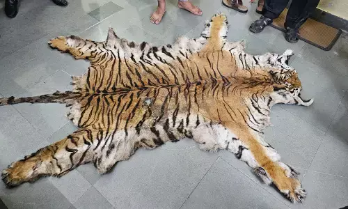 बाघ की खाल के साथ छह तस्करों को किया गिरफ्तार, अन्य सामग्री की बरामद