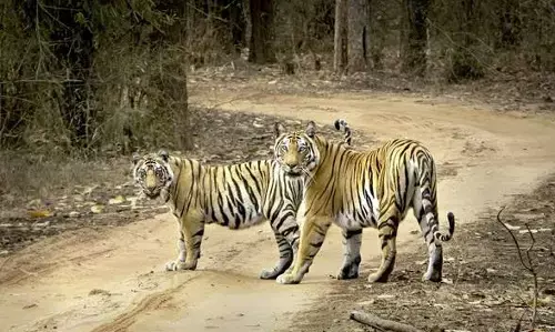 बाघों ने चुन लिया प्रकृति का सुन्दर स्थान बाघों ने चुन लिया प्रकृति का सुन्दर स्थान