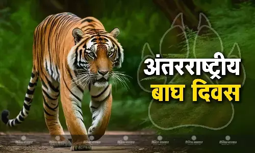 बाघ संरक्षण के लिए स्वर्ग बना रातापानी अभ्यारण्य, यहां इतने बाघ की जंगल पड़ने लगा छोटा