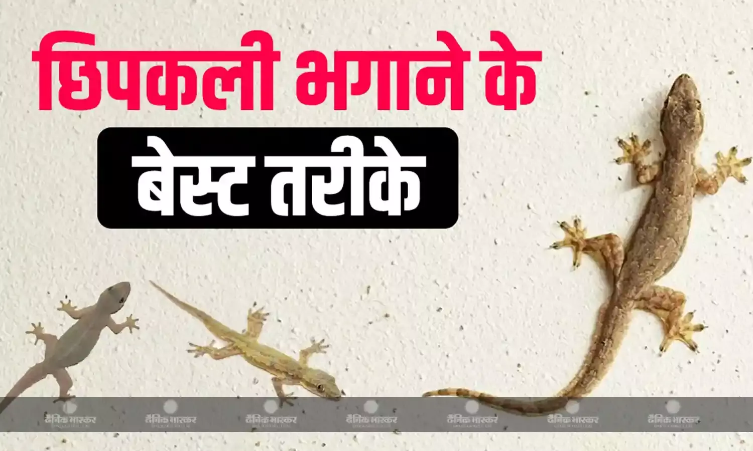 अब छिपकलियों को करिए हमेशा के लिए अलविद, इन टिप्स को फॉलो करते ही छिपकलियां हो जाएंगी छूमंतर