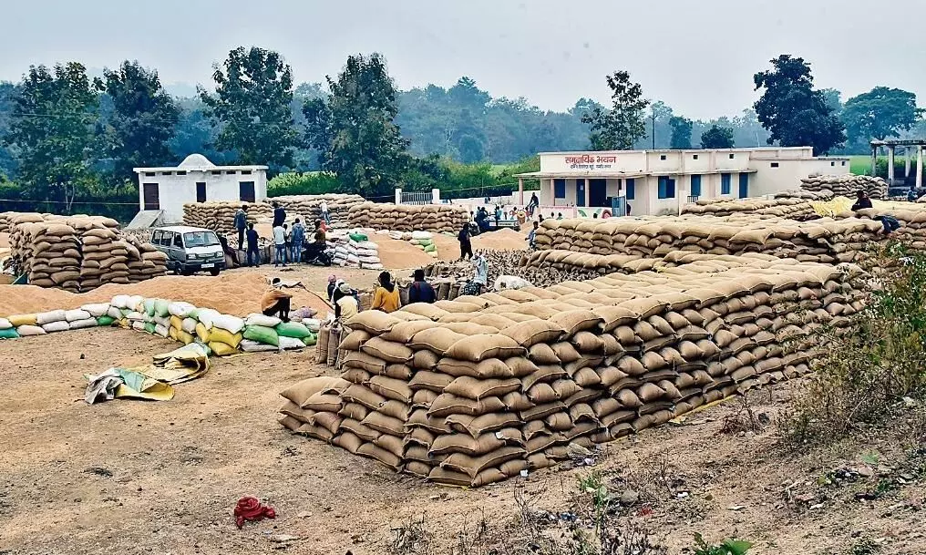 437 करोड़ की 20 लाख क्विंटल धान पर अब लग गया घटिया होने का टैग 437 करोड़ की 20 लाख क्विंटल धान पर अब लग गया घटिया होने का टैग