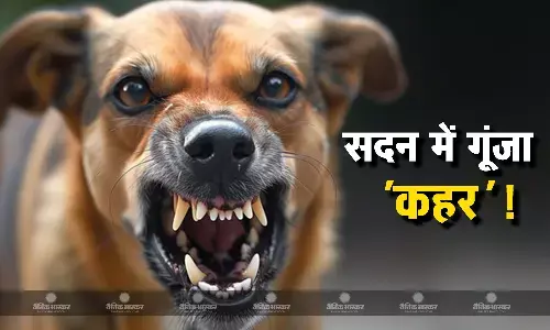 सदन में गूंजा आवारा कुत्तों का मामला, चौंकाने वाले हैं सरकारी आंकड़े, साल भर में दर्ज हुए 30 लाख से ज्यादा केस