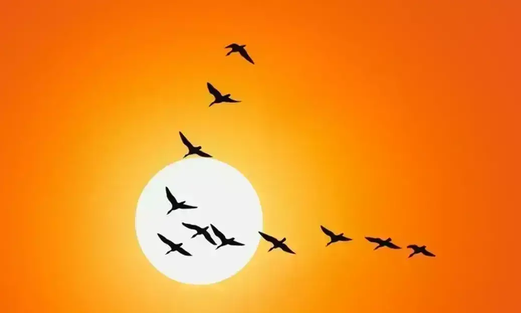 पंछी दरिया पवन के झोंके, कोई सरहद ना इन्हें रोके...विदेशी कोयल को भा गई संतरानगरी