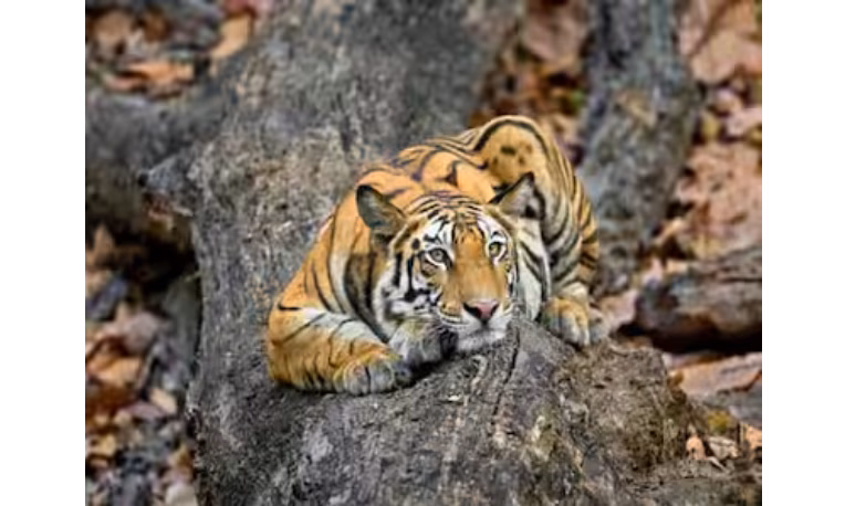 बाघ के हमले में चार खेतिहर मजदूर हुए घायल तीन गंभीर, इलाज के लिए नागपुर रेफर