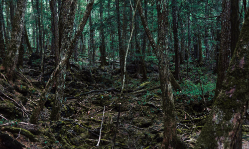 इस खतरनाक जंगल में जाने के बाद खो जाते हैं लोग, दुनिया भर में सुसाइड फॉरेस्ट के नाम से फेमस है ये खतरनाक जंगल