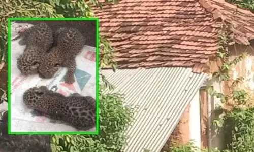जंगल से सटे गांव के खाली पड़े मकान में तेंदुए ने तीन शावकों को दिया जन्म