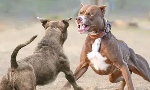 एक पिटबुल ने दूसरे कुत्ते पर किया हमला, फिर दो पड़ोसी भिड़े और जमकर चले लात-घूंसे