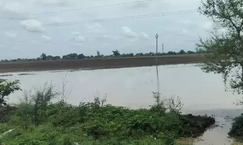 अतिवृष्टि से अमरावती संभाग में अब तक 18,457 हेक्टेयर की फसलें चौपट अतिवृष्टि से अमरावती संभाग में अब तक 18,457 हेक्टेयर की फसलें चौपट