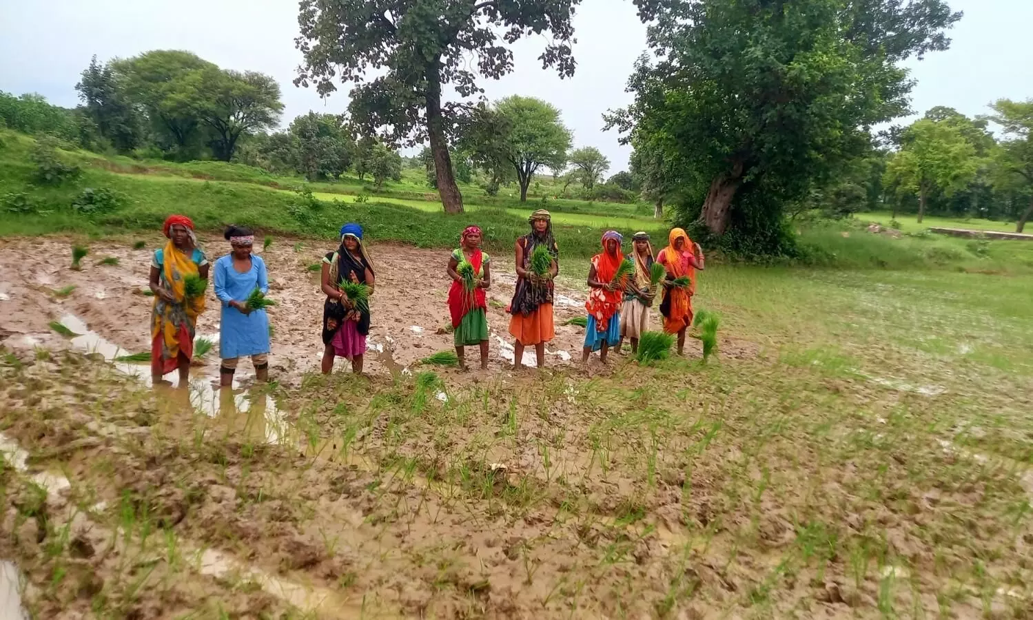 बारिश के चलते धान की रोपाई में जुटा किसान बेहतर फसल की उम्मीद बारिश के चलते धान की रोपाई में जुटा किसान बेहतर फसल की उम्मीद