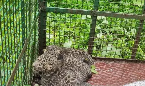 गौशाला में जन्मे तीन शावकों और तेंदुए को वन विभाग ने सुरक्षित जंगल में छोड़ा