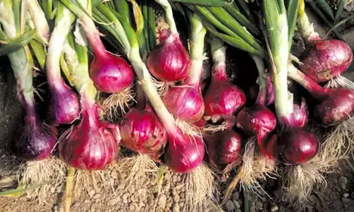 बीड के किसान ने 33 एकड़ में लगाई प्याज की फसल, 90 लाख रुपये कमाई की उम्मीद बीड के किसान ने 33 एकड़ में लगाई प्याज की फसल, 90 लाख रुपये कमाई की उम्मीद