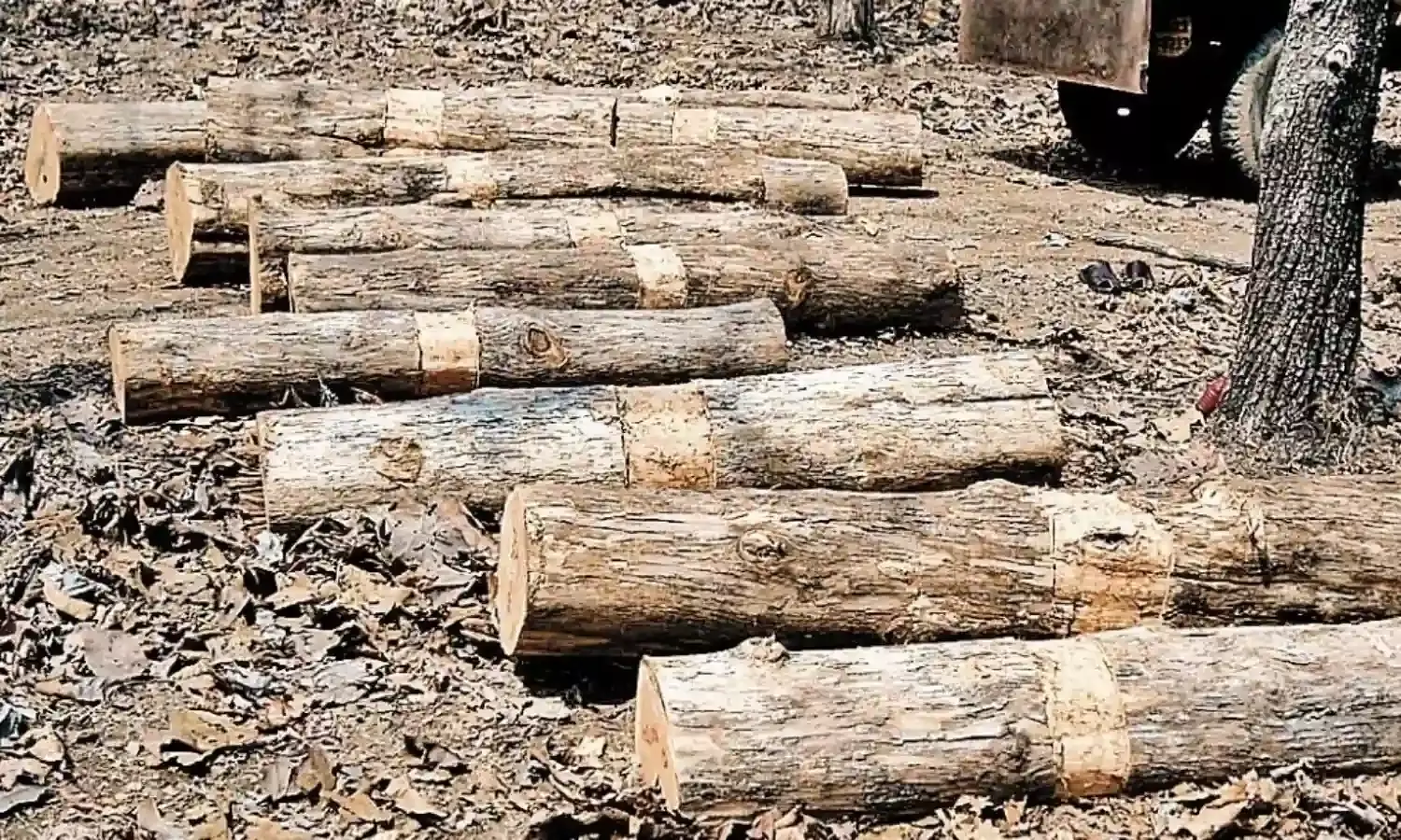 बरामदे में काटी जा रही थीं सागौन की लकड़ियाँ