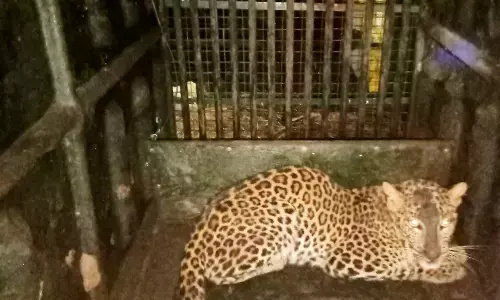 चार लोगों पर हमला करने वाला तेंदुआ हुआ पिंजरे में कैद , लोगों को मिली राहत