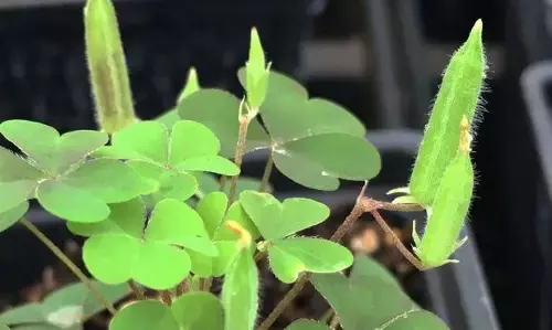 छूते ही गोलियां चलाने लगता है ये पौधा, चुन-चुनकर लोगों से लेता है बदला