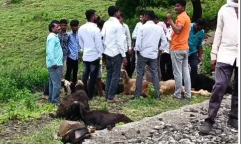 ट्रेन की चपेट में आकर 22 भेड़ों सहित 2 मवेशी बुरी तरह कटे, चरवाहे की दर्दनाक मौत ट्रेन की चपेट में आकर 22 भेड़ों सहित 2 मवेशी बुरी तरह कटे, चरवाहे की दर्दनाक मौत