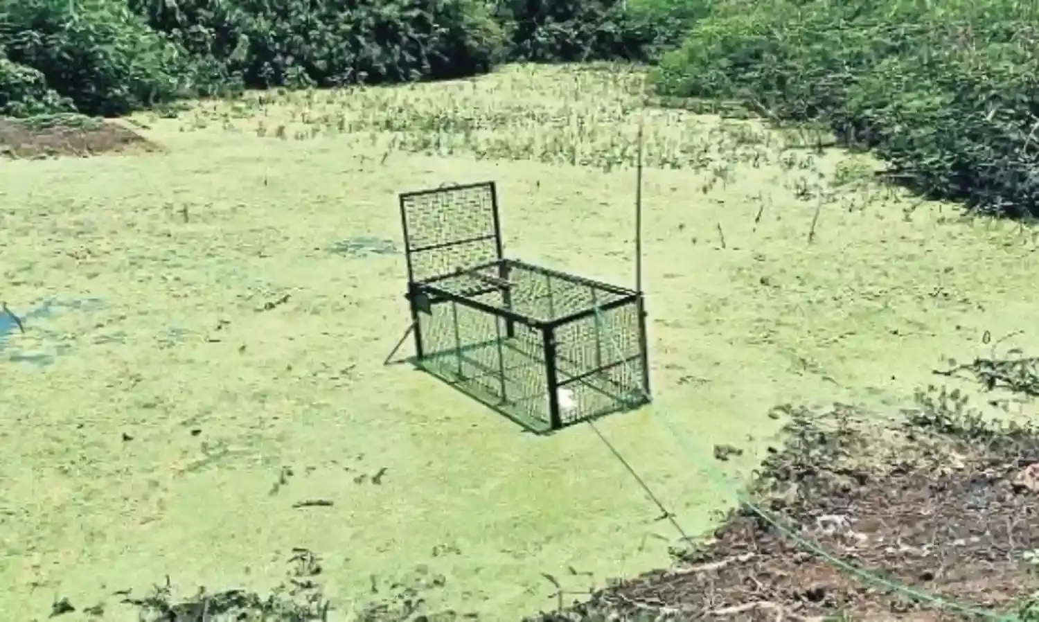 रहवासी एरिया में मगरमच्छों का मूवमेंट रोकने के लिए बनेगा अब एक्शन प्लान