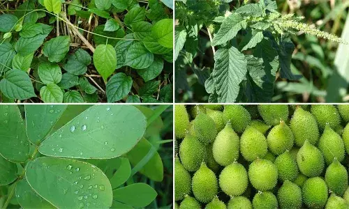 वाशिम में जंगली सब्ज़ी महोत्सव में शामिल हुए गांव-गांव के किसान