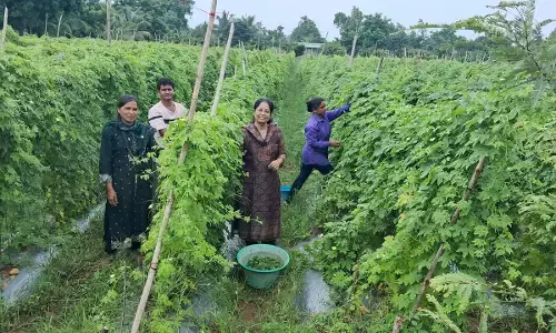महिला किसान का प्रयोग,  कश्मीरी बेर और कद्दू का उत्पादन बढ़ाकर चमका रही किस्मत