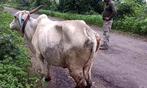 वर्धा के पास जंगल से सटी खुली जगह पर चर रहे मवेशियों के झुंड पर बाघ ने किया हमला वर्धा के पास जंगल से सटी खुली जगह पर चर रहे मवेशियों के झुंड पर बाघ ने किया हमला