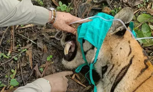 गांव में घुसा बाघ शावक, किया गया रेस्क्यू, पेंच के बफर क्षेत्र के टुरिया का मामला गांव में घुसा बाघ शावक, किया गया रेस्क्यू, पेंच के बफर क्षेत्र के टुरिया का मामला