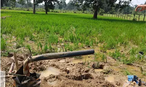 गडचिरोली के खेतों में फिर जंगली हाथियों का उत्पात शुरू, उजाड़ दी फसलें