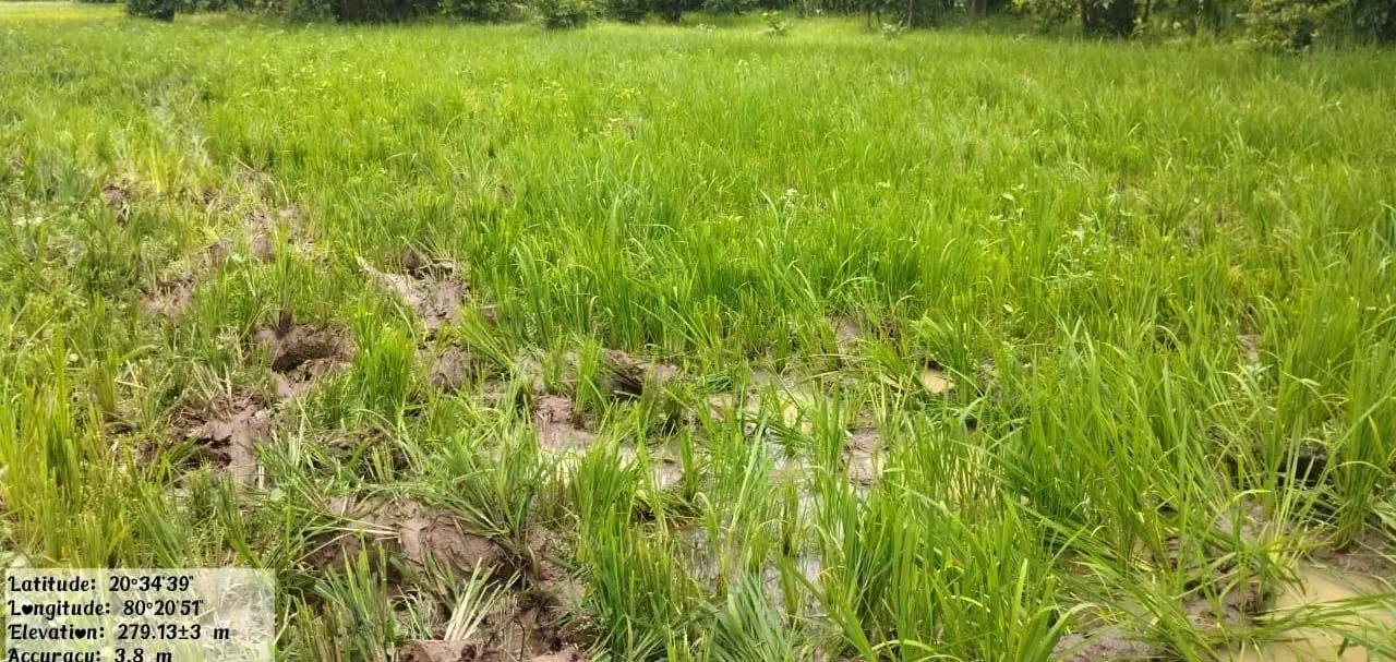 अब दादापुर पहुंचा जंगली हाथियों का झुंड, धान की फसल को कर दिया तहस-नहस अब दादापुर पहुंचा जंगली हाथियों का झुंड, धान की फसल को कर दिया तहस-नहस