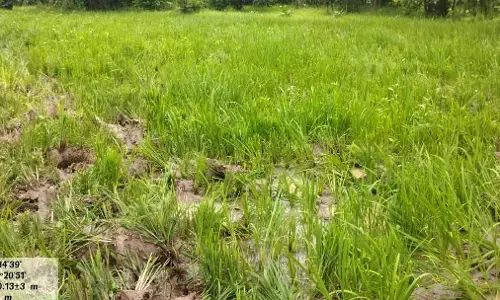 अब दादापुर पहुंचा जंगली हाथियों का झुंड, धान की फसल को कर दिया तहस-नहस