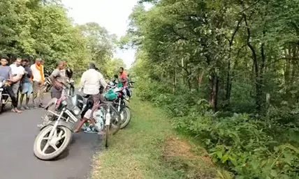 भंडारा के तिर्री पुरकाबोड़ी वनक्षेत्र में एकसाथ नजर आए तीन  बाघ