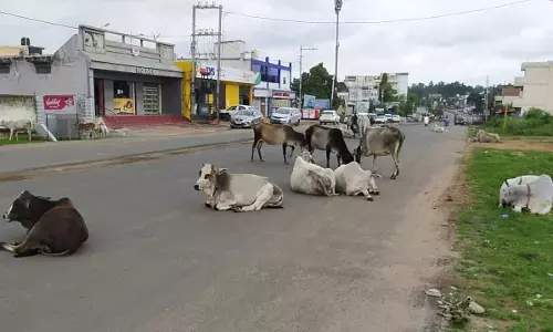 एक ओर मवेशियों का डेरा दूसरी तरफ वाहनों का जमावड़ा