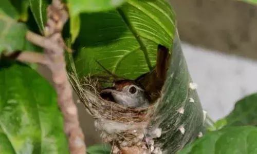 टैलेंट ऐसा कि दर्जी को भी लेनी चाहिए क्लास, सिलाई-कढ़ाई में एक्सपर्ट है ये चिड़िया, बनाती है बहतरीन घोसले टैलेंट ऐसा कि दर्जी को भी लेनी चाहिए क्लास, सिलाई-कढ़ाई में एक्सपर्ट है ये चिड़िया, बनाती है बहतरीन घोसले