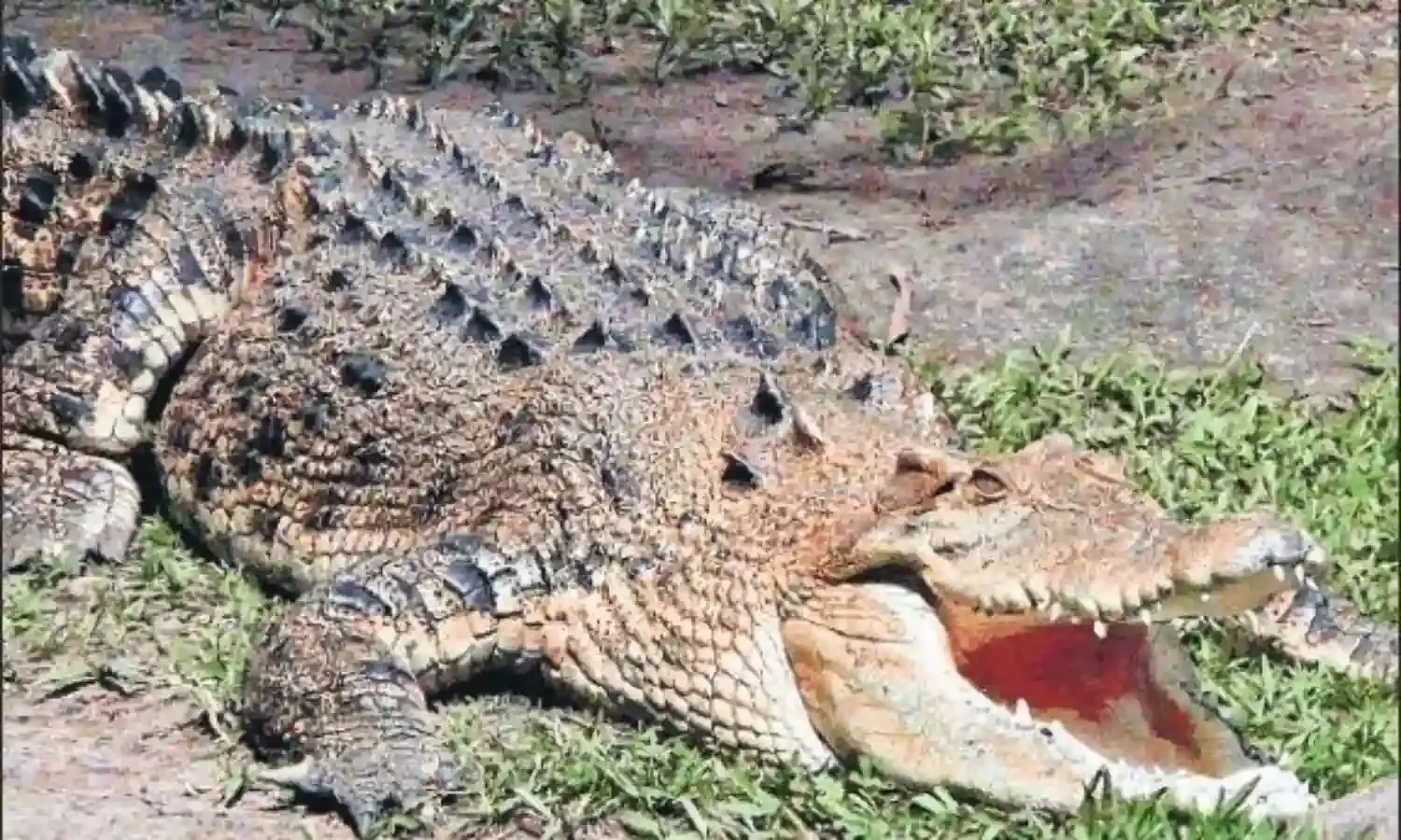 कच्चे मकान के दरवाजे में जा फँसा मगरमच्छ
