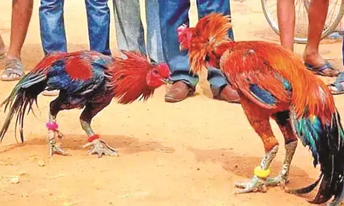 चिचेला-आपापल्ली जंगल में चल रहे मुर्गा बाजार पर छापा, 15.93 लाख का माल बरामद