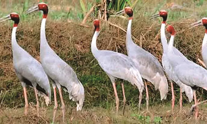 सारस संवर्धन के लिए वेटलैंड के लिए भंडारा जिले का मॉडल अपनाएं -  हाई कोर्ट :