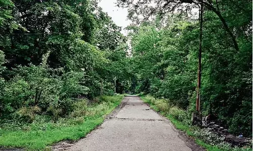 पेड़ों को बचाने केन्द्र सरकार जल्द ले निर्णय