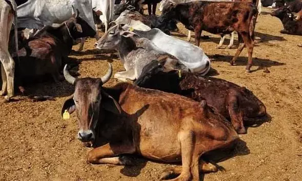 पुलिस ने दो माल वाहन से 7 गौवंश को मुक्त कराया, वाहन जब्त - दो तस्कर गिरफ्तार