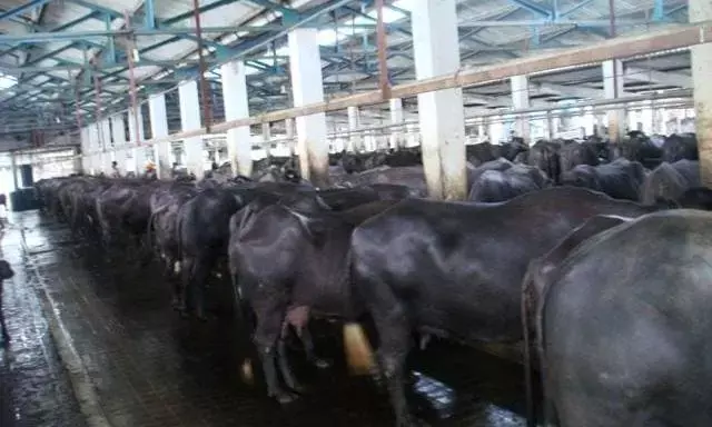 तबेला मालिकों का दापचेरी जाने से इनकार, आरे कॉलोनी में जगह देने की मांग
