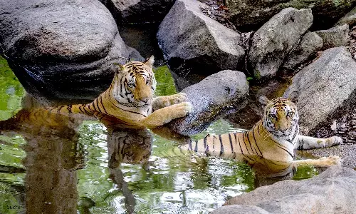 सुप्रीम कोर्ट ने बाघ संरक्षण के लिये केन्द्र के प्रयासों की सराहना की