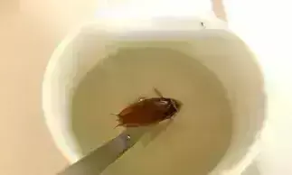 इस कैफे की कॉफी में मिला था कॉक्रोच, मामला दर्ज कर अब जांच कर रही पुलिस