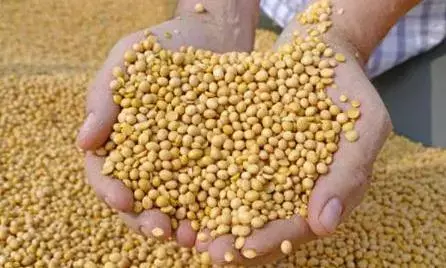 मध्यप्रदेश को फिर मिला “सोयाप्रदेश” का ताज, महाराष्ट्र और राजस्थान को पीछे छोड़ा