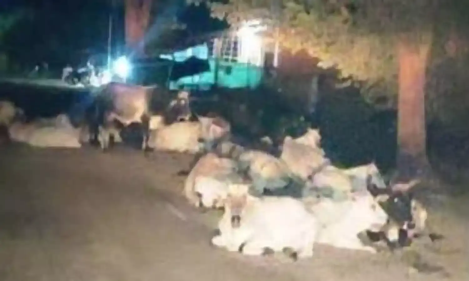 गायों को नहीं भेजा जा रहा गौशाला, कलेक्टर के आदेश की हो रही अव्हेलना
