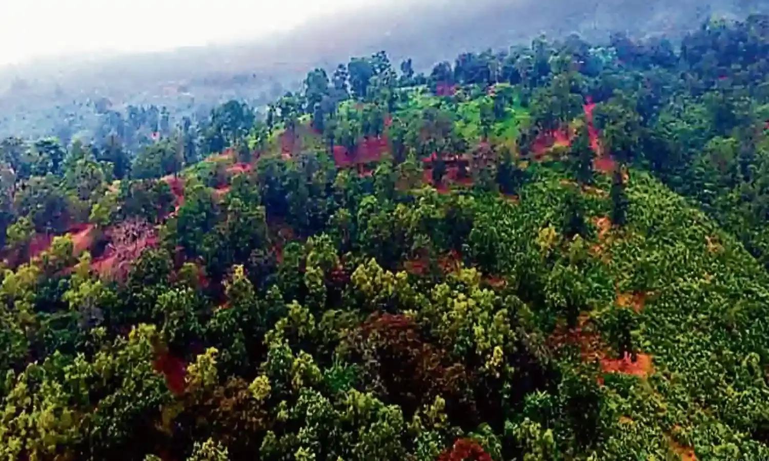 पहाड़ीकोठी वन क्षेत्र के प्लान्टेशन में भैंसे चराने से मना करने पर वन कर्मियों पर हमला