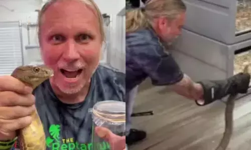 किंग कोबरा तो देखा होगा लेकिन क्या उसका जहर देखा है? शख्स ने कोबरा पकड़ कर दिखाया सबको जहर, आपके भी उड़ जाएंगे होश