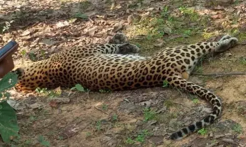 वन्य प्राणियों को मारने लगाए करंट से तेंदुआ के साथ ग्रामीण की मौत वन्य प्राणियों को मारने लगाए करंट से तेंदुआ के साथ ग्रामीण की मौत